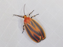 Hypoprepia miniata