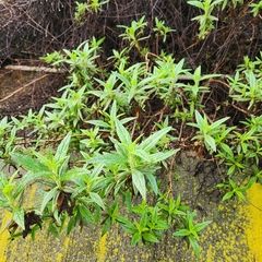 Diplacus longiflorus