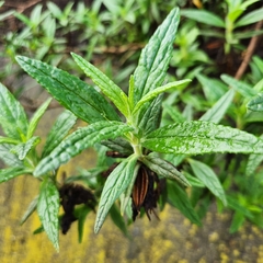 Diplacus longiflorus