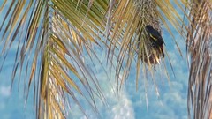 Cassiculus melanicterus