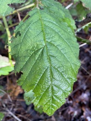 Rubus bifrons
