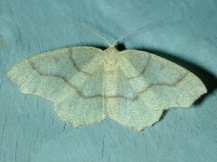 Lambdina fiscellaria