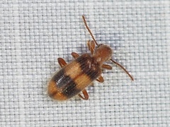 Cymatodera puncticollis