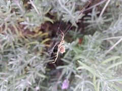 Argiope argentata