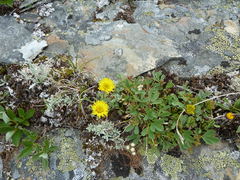 Erigeron aureus