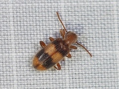 Cymatodera puncticollis