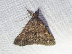 Hypenula cacuminalis