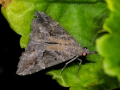 Hypena laceratalis
