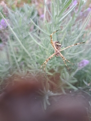 Argiope argentata