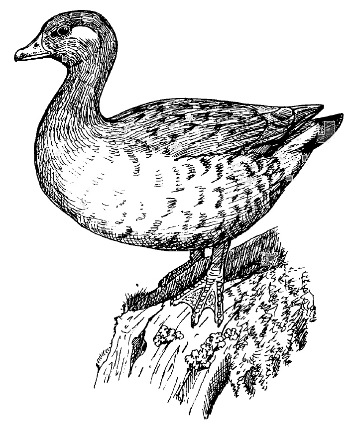 Finsch's Duck photo