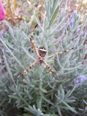 Argiope argentata