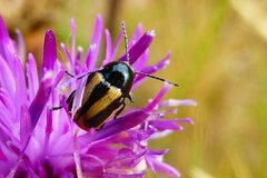 Cryptocephalus vittatus