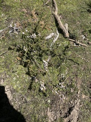 Escallonia virgata