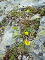 Erigeron aureus