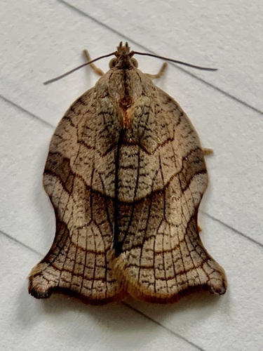 Archips purpurana photographed on goldenrod