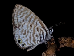 Leptotes pirithous
