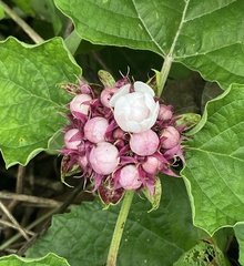 Clerodendrum chinense