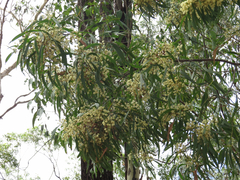 Acacia implexa