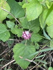 Clerodendrum chinense