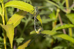 Austrogomphus ochraceus