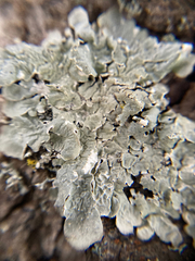 Flavopunctelia flaventior