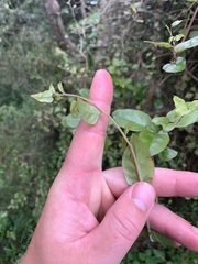 Muehlenbeckia complexa grandifolia