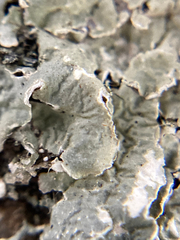 Flavopunctelia flaventior