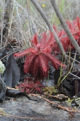Drosera graomogolensis