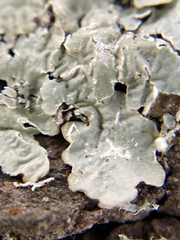 Flavopunctelia flaventior