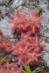 Drosera graomogolensis