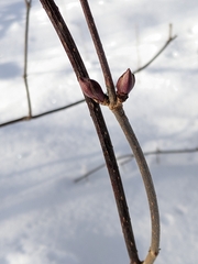 Viburnum lentago