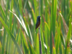 Sporophila ruficollis