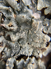 Flavopunctelia flaventior