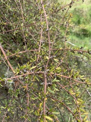 Coprosma propinqua propinqua