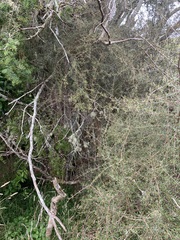 Coprosma propinqua propinqua