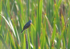 Sporophila ruficollis