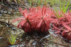 Drosera graomogolensis