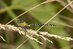 Austrogomphus ochraceus