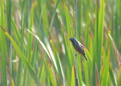 Sporophila ruficollis