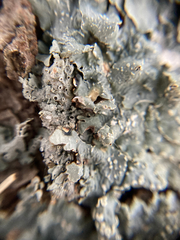 Flavopunctelia flaventior