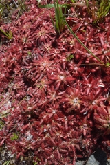 Drosera graomogolensis