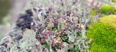 Cladonia cariosa