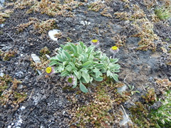 Erigeron aureus