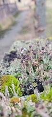 Cladonia cariosa