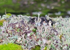 Cladonia cariosa