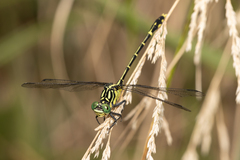 Austrogomphus ochraceus