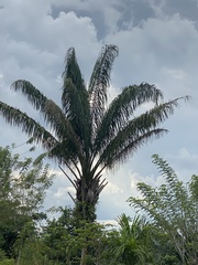 Cocoseae