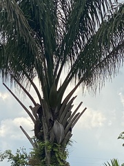 Cocoseae
