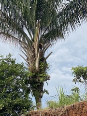 Cocoseae
