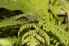 Austrogomphus ochraceus